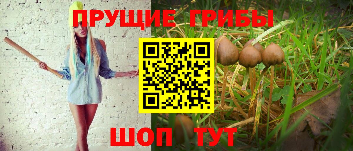 где можно купить наркотик  Вход с VPN  Новошахтинск  Псилоцибиновые грибы MAGIC MUSHROOMS  Галлюциногенные грибы GOLDEN TEACHER 